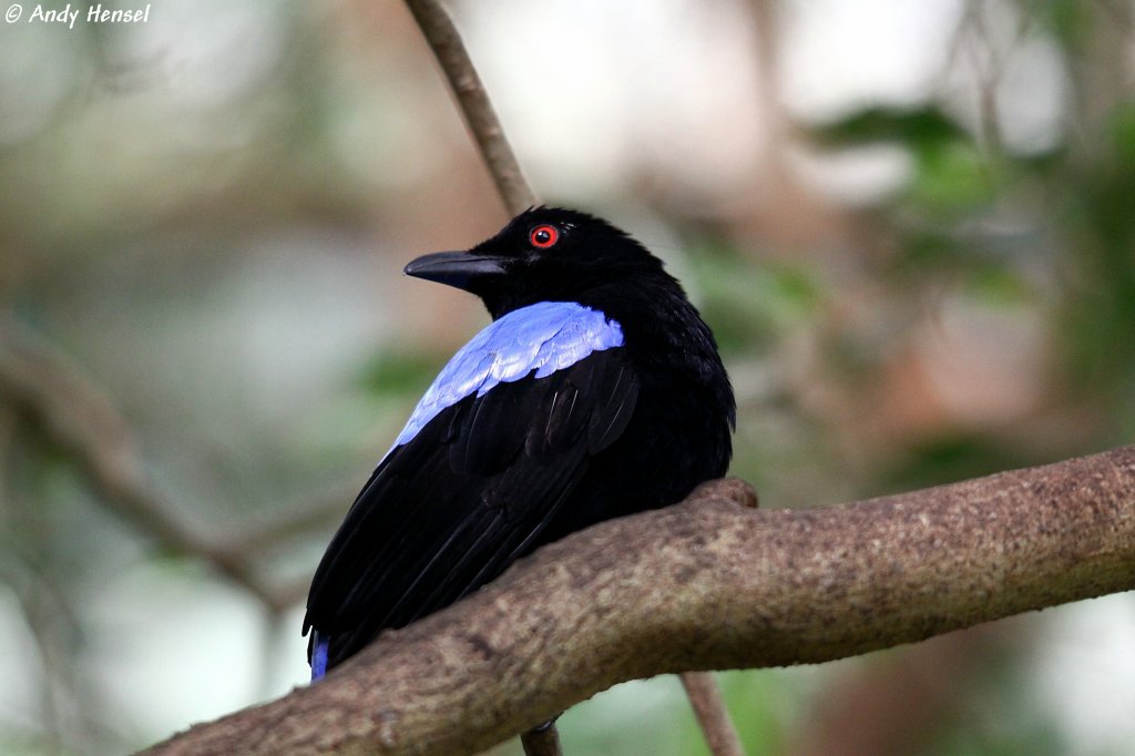 Elfenblauvogel