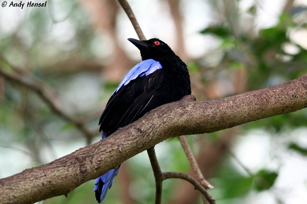 Elfenblauvogel