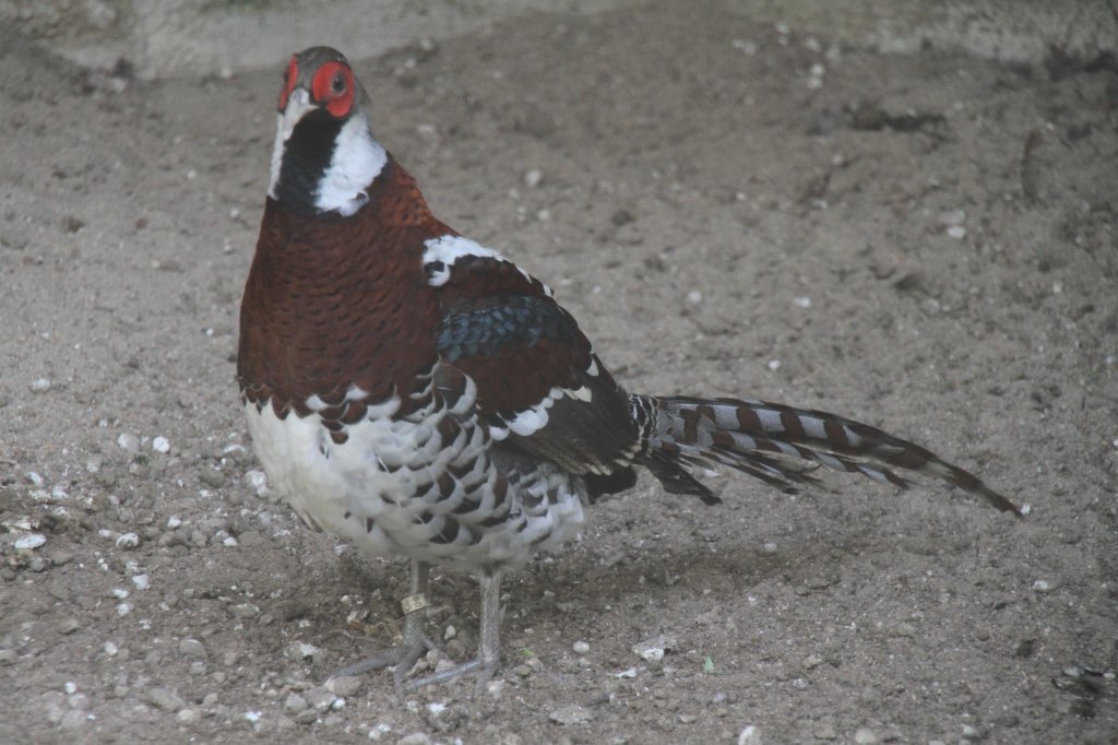 Elliotfasan (Syrmaticus elliotiam) 14.4.2010 im Vogelpark Dielheim-Balzfeld.