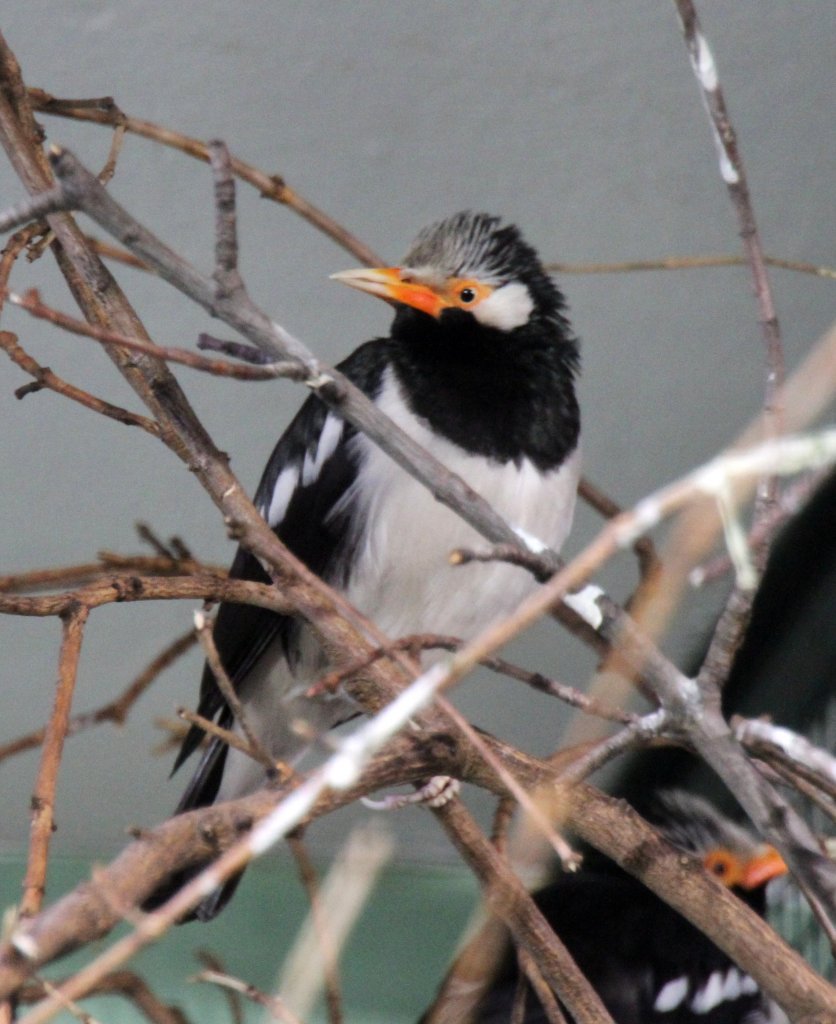 Elsterstar (Sturnus contra) am 25.2.2010 im Zoo Berlin.
 
