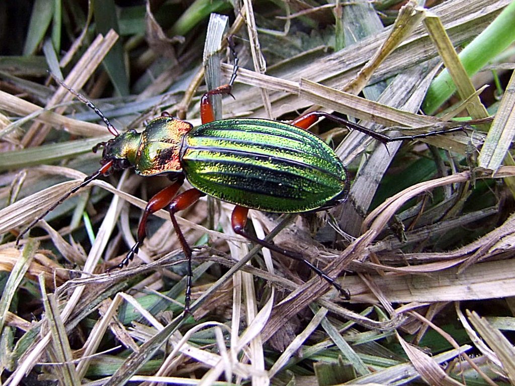 Emsig krabbelt dieser glnzende Goldlaufkfer oder Goldschmied (Carabus auratus)ber die Auwiese;110501