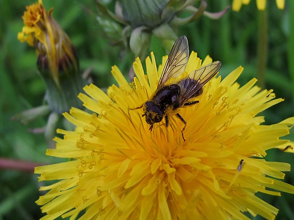 Emsig schwirrt die Biene von einer zur anderen Lwenzahnblte;100513  