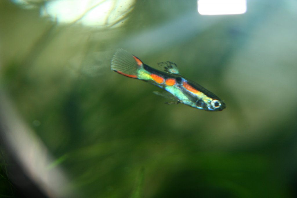 Endlers Guppy Mnnchen.