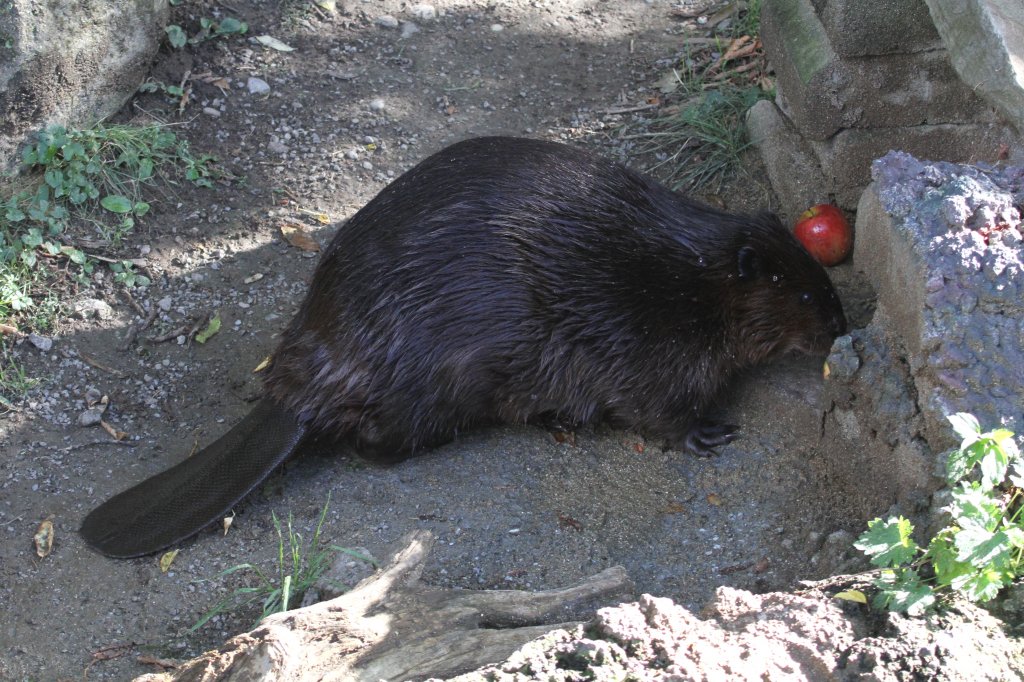 Endlich ist es soweit. Kanadischer Biber (Castor canadensis) beim Fressen. Toronto Zoo am 13.9.2010.
