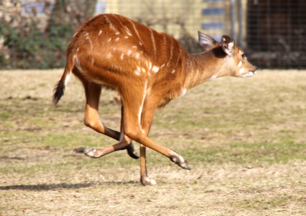 Endlich wieder an der frischen Luft. Westliches Sitatunga (Tragelaphus spekii gratus) am 11.3.2010 im Zoo Berlin.