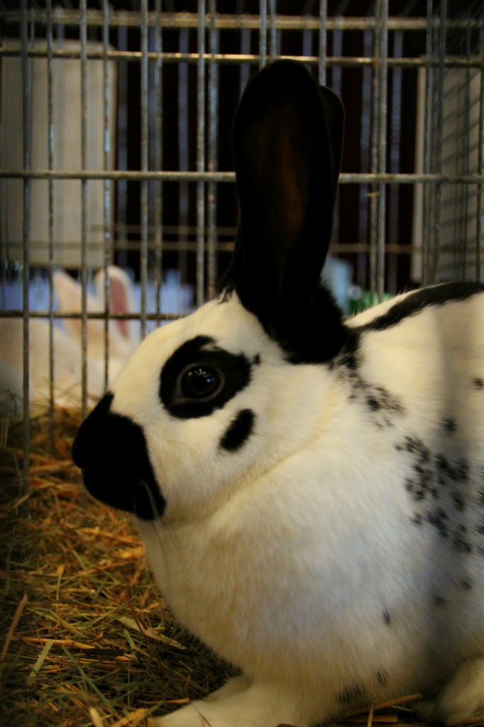 Englischer Schecke. Kaninchenausstellung in Zeulenroda. Foto 11.11.2012 