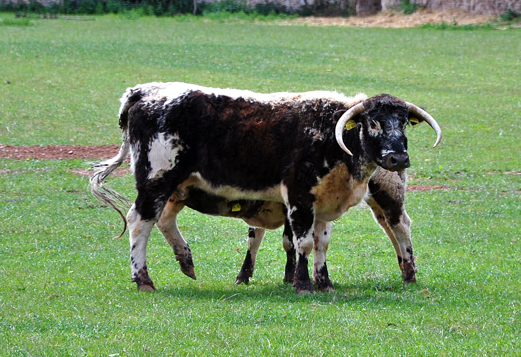 English Longhorn  auf einer Weide bei der Burg Veynau - 13.05.2011
