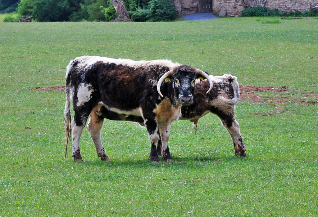 English Longhorn auf einer Weide Nhe der Burg Veynau - 13.05.2011