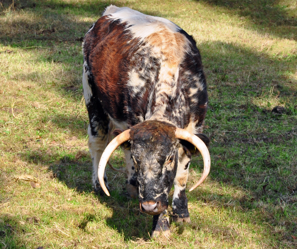 English Longhorn Kalb auf der Weide bei Euskirchen - 23.09.2011