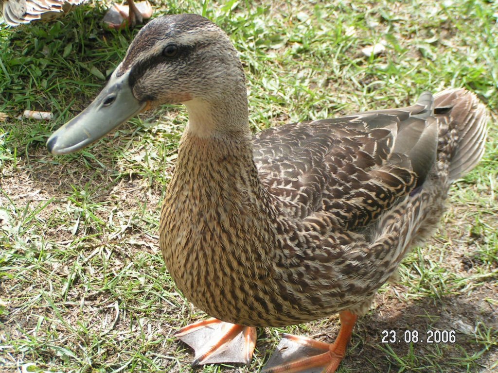 Ente am Nord-Ostsee-Kanal bei Sehestedt.