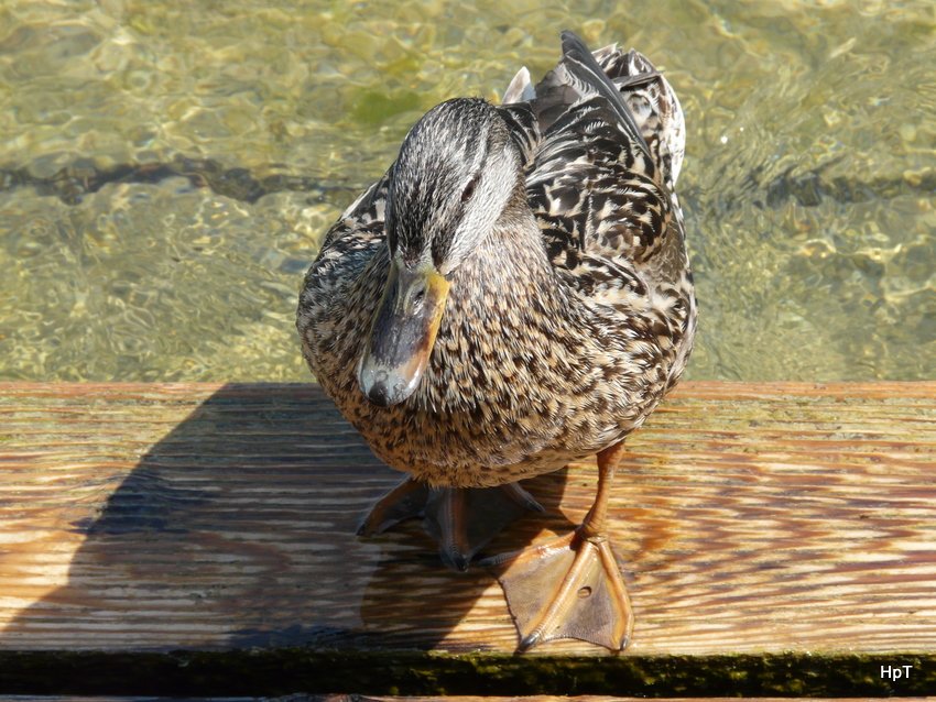 Ente an den Uferen des Vierwaldstttersee am 09.05.2008