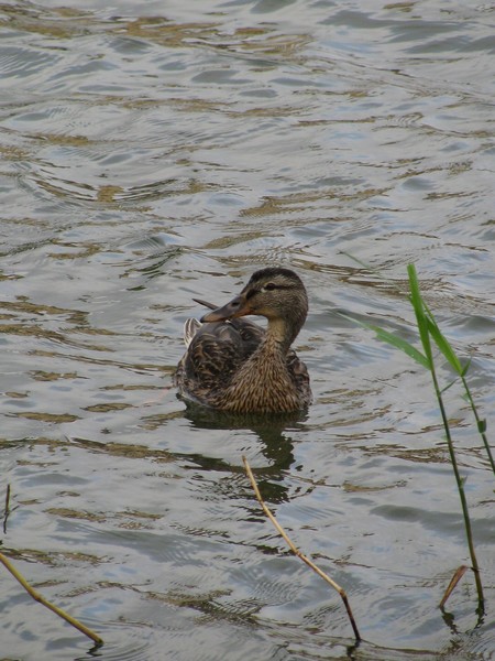 Ente auf dem Schweriner Burgsee