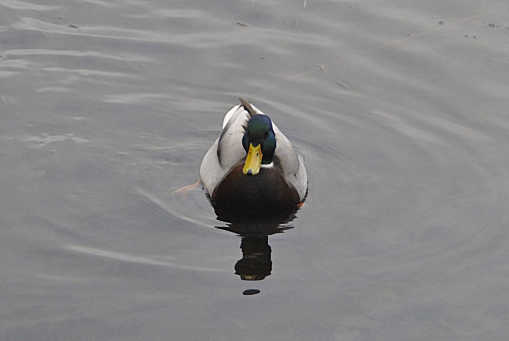 Ente, auf dem Silber See, in Hannover. Foto vom 23.01.2011