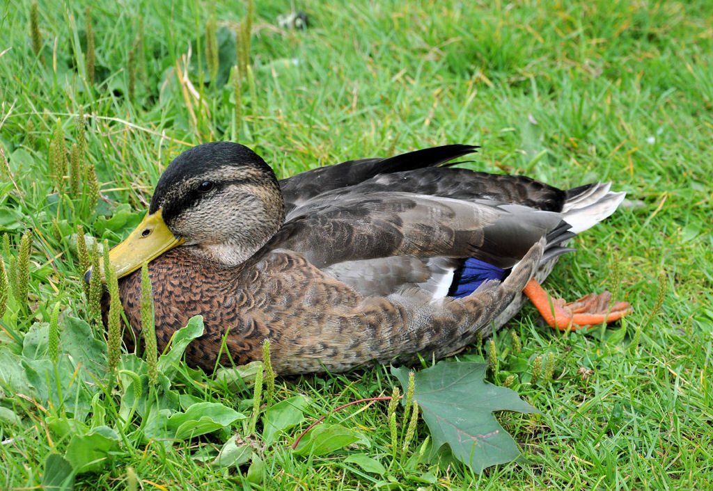 Ente bei relaxen im Freizeitpark Rheinbach - 12.07.2009 (umgeschichtet von Landschaftsfoto)