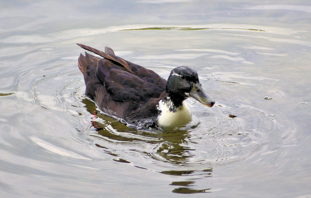 Ente paddelt durch den Neffelsee (Nhe von Zlpich) und wartet auf Futter - 18.05.2010 