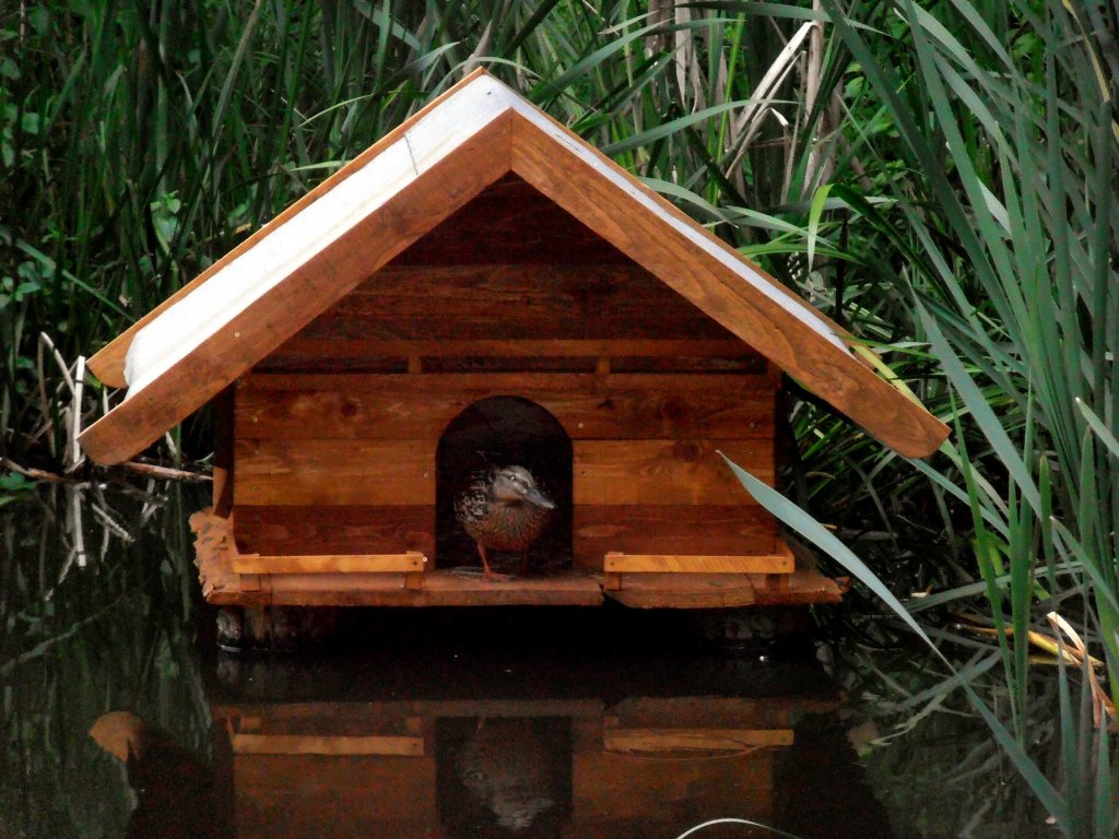 Ente schaut aus dem Haus. Foto 19.06.12