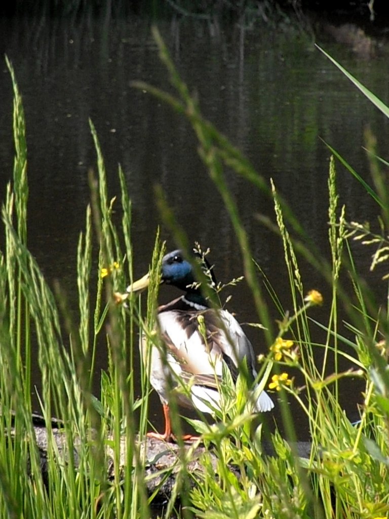 Ente im Teich. Foto 30.05.2012