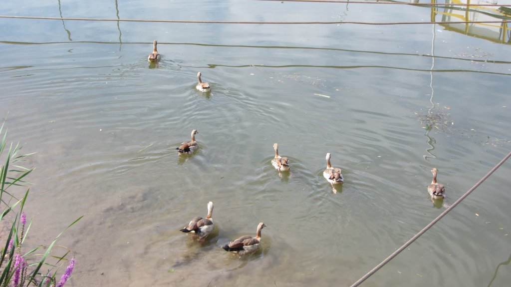 Enten am Moselufer in Trier.(5.8.2012)