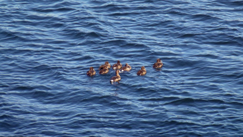 Enten auf der Talsperre Zeulenroda. Foto 18.09.12