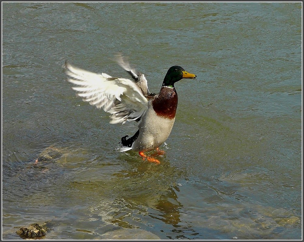 Enterich beim Baden im Rhein beobachtet in der Nhe der Loreley am 19.03.10. (Jeanny)