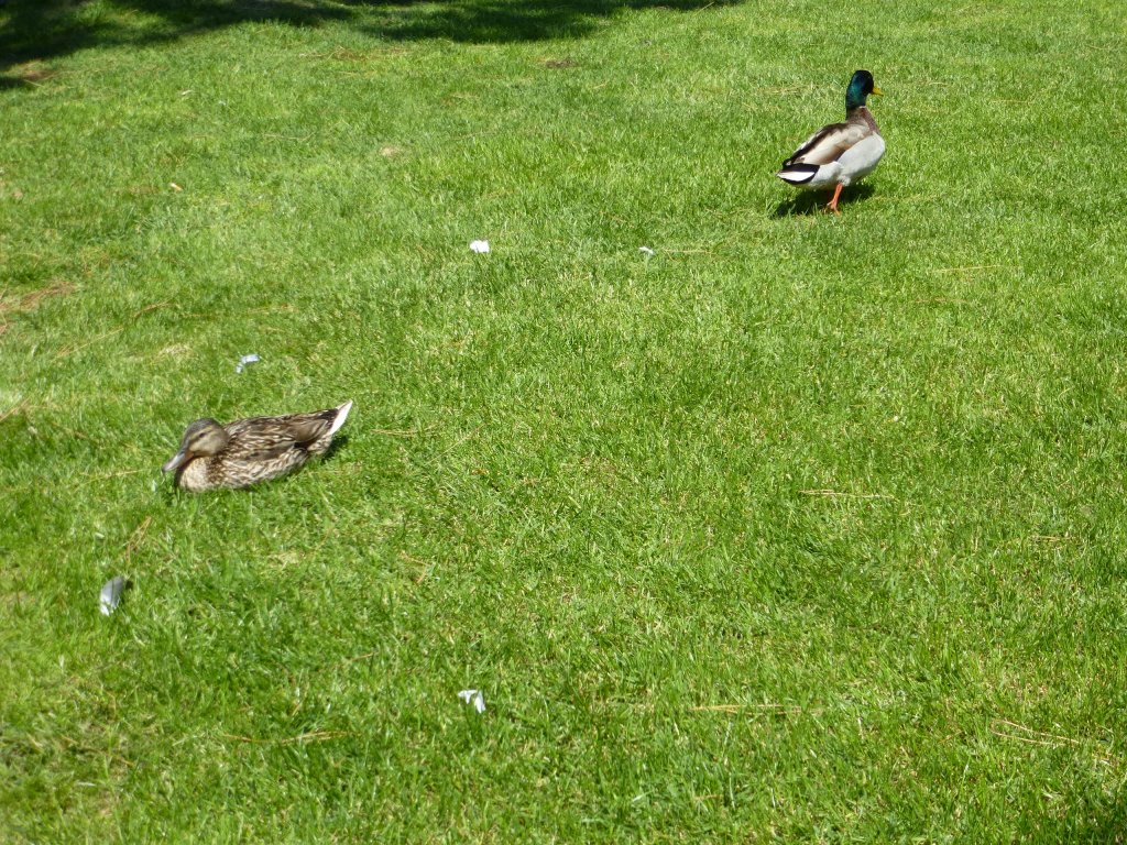 Er lsst sie sitzen ... Riva del Garda, 29.05.13.