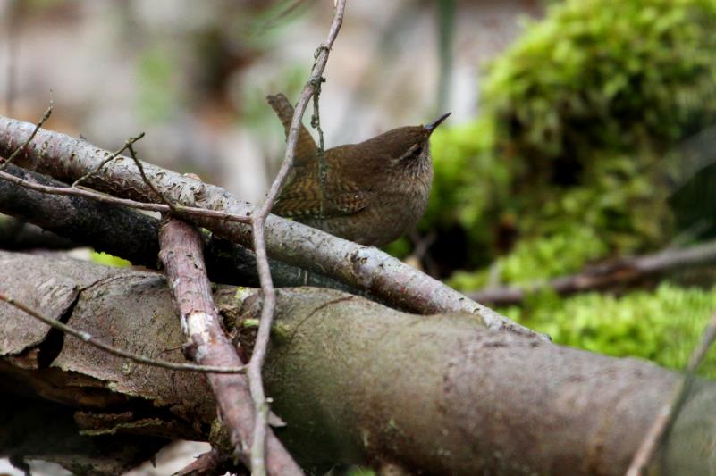 Er lie mir nur eine einzige Chance zu einem Foto: Ein Zaunknig im Wald; 12.04.2012