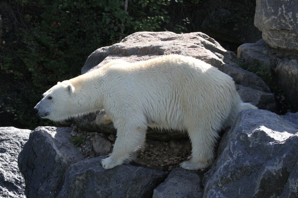Er rstet sich zum Sprung um keinen Happen zu verpassen. Zoo Sauvage de Saint-Flicien,QC am 18.9.2010.