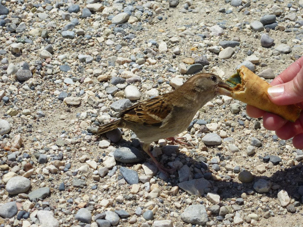 Er scheint wirklich Hunger zu haben ... Sirmione, 28.05.2013.