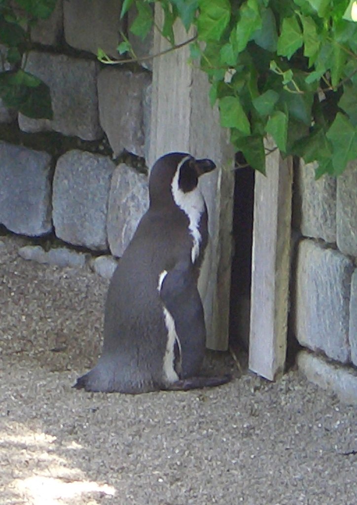 Er steht geduldig vor der Haustür seines Freundes und wartet: Pinguin im Luisenpark Mannheim (26.05.05) 