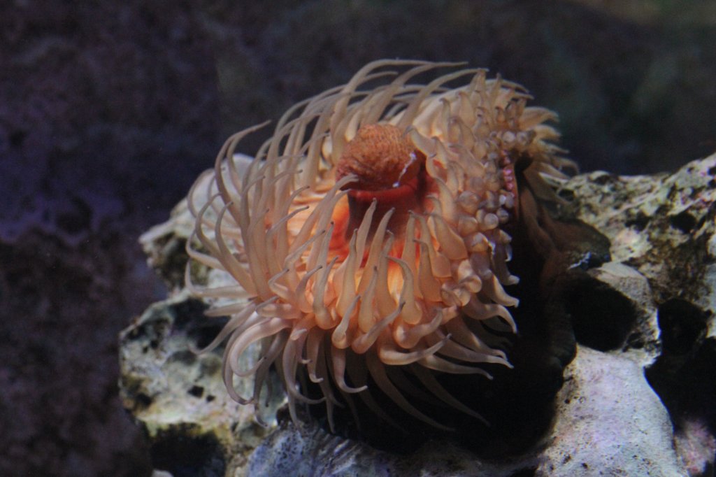 Erdbeerrose oder auch Pferdeaktinie (Actinia equina) am 9.2.2010 im Vivarium Karlsruhe. Diese Seeanemone kommt im Mittelmeer und im Nordostatlantik vor.