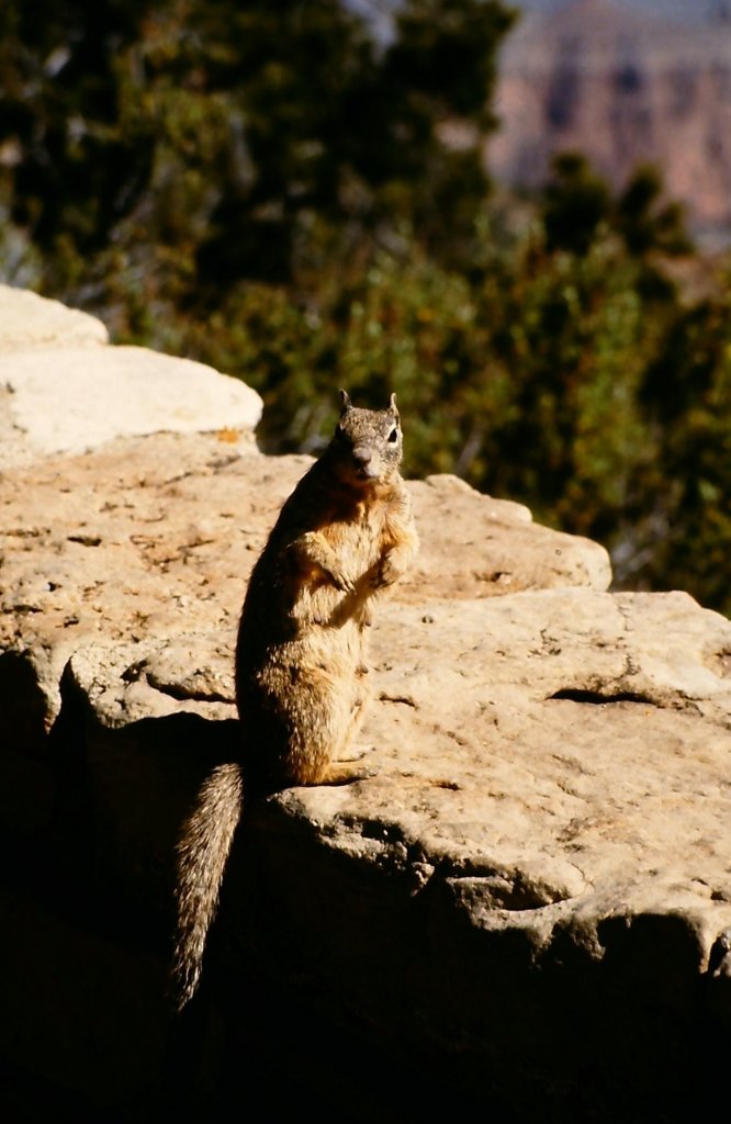 Erdhörnchen am Grand Canyon am 23. Juni 1987.