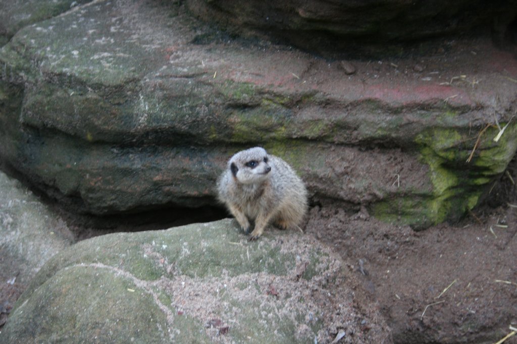 Erdmnnchen auf Beobachtungsposten. Skansen am 13.12.2008.
