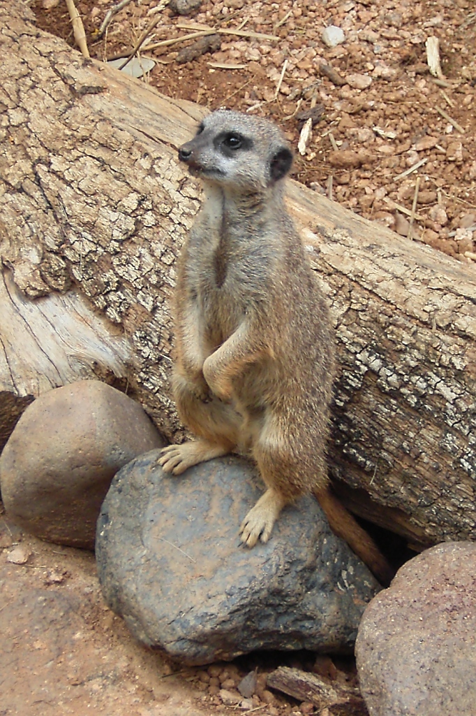 Erdmnnchen auf Wache im Zoo von Houston, TX (27.05.09)