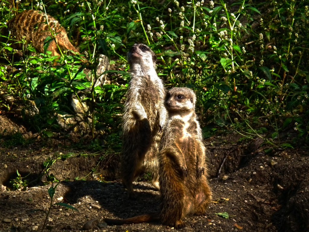 Erdmnnchen beobachten die Umgebung im Burger Zoo Arnheim(NL) Aufnahme vom 21.09.2010.