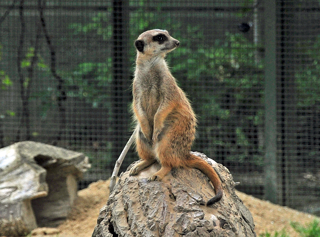 Erdmnnchen im Klner Zoo - 03.08.2010