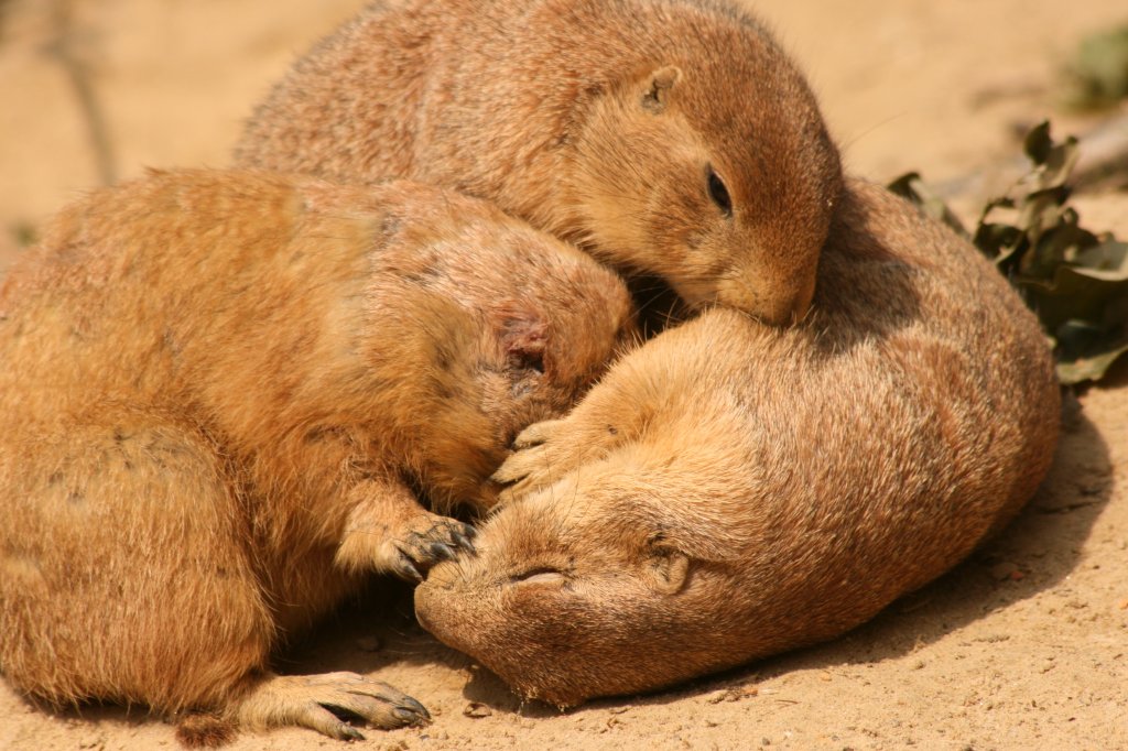 Erdmnnchen im Noorder Dierenpark in Emmen NL