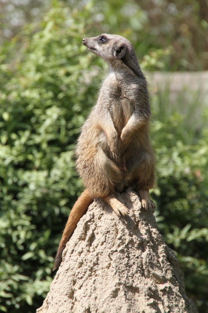 Erdmnnchen (Suricata suricatta) am 27.6.2010 im Leipziger Zoo.