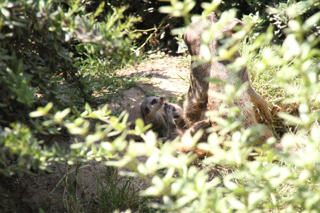 Erdmnnchen (Suricata suricatta) mit Nachwuchs. Leipziger Zoo am 27.6.2010.