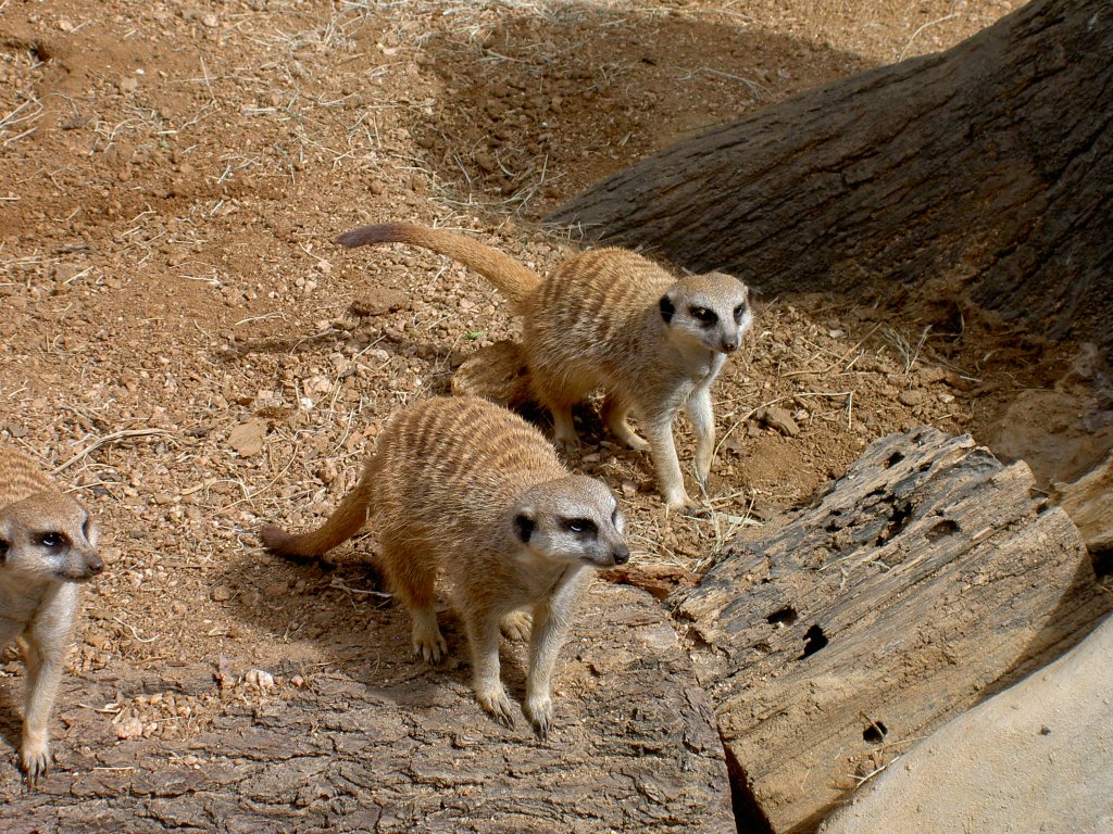 Erdmnnchen im Zoo von Houston Texas (19.03.2007)