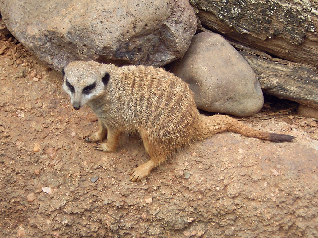 Erdmnnchen im Zoo von Houston, TX (27.05.09)