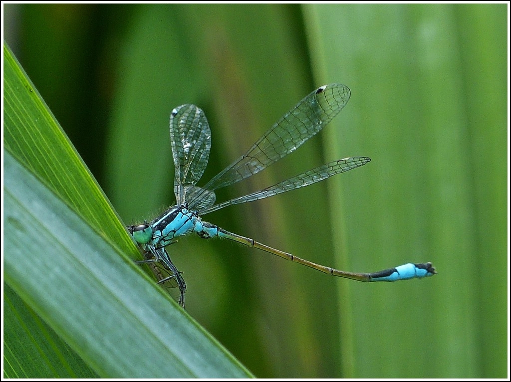 Erfolgreiche Jagd einer Groen Pechlibelle (Ischnura elegans). 07.08.2012 (Jeanny)