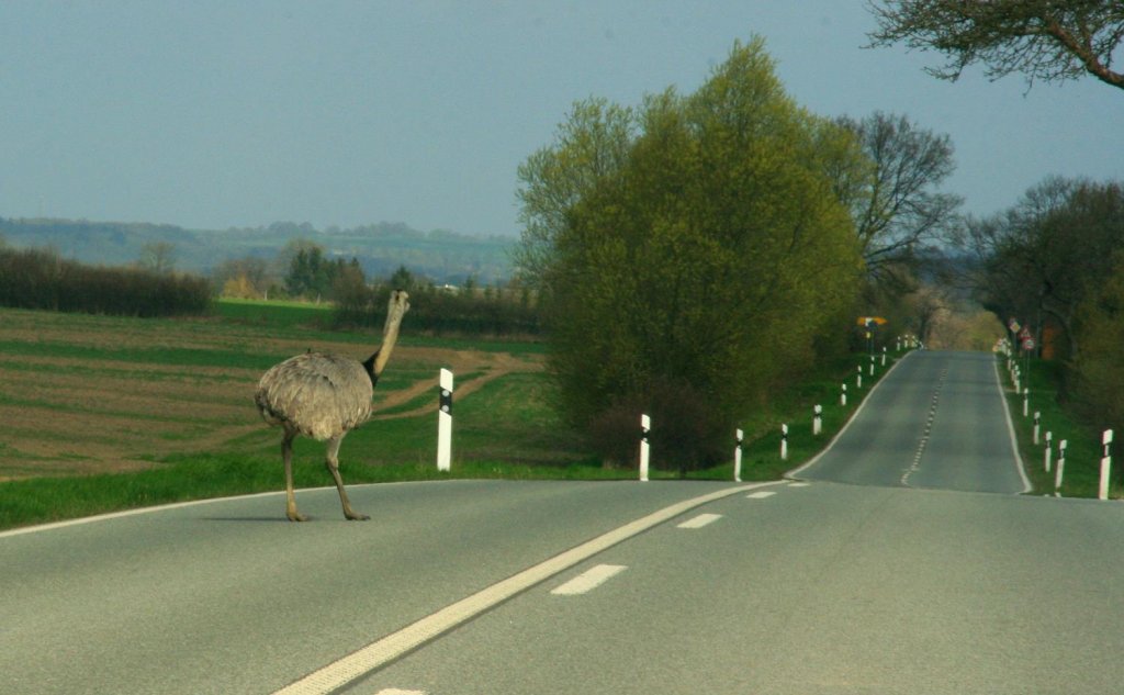 Erklrt das mal der Versicherung, wenn ihr den erwischt! Ein freilaufender Nandu auf der Landstrae zwischen Ratzeburg und Schnberg. Eine kleine Population Nandus lebt seit einigen Jahren in Mecklenburg, im Groraum Schnberg; 17.4.2011