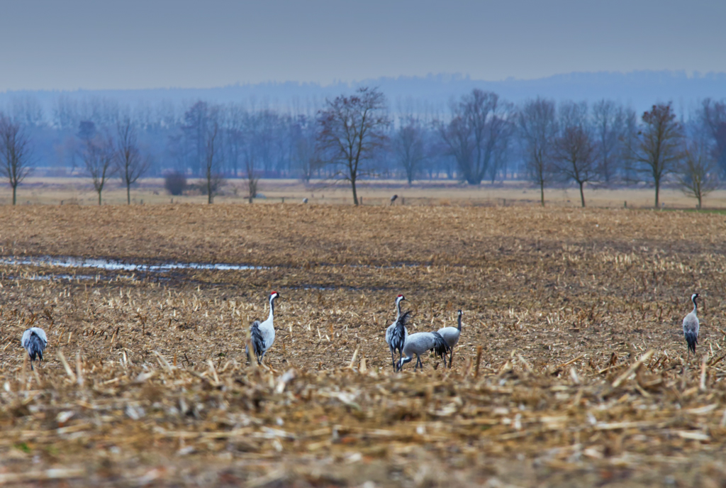 Erste Kraniche auf einem Feld in den  Friedlnder Groen Wiesen . - 09.03.2013
