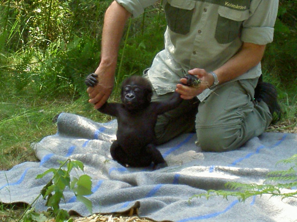 Erster in Schweden geborener Flachlandgorilla  Enzo  im Alter von wenigen Monaten im Tierpark Kolmrden am 2.7.2006.