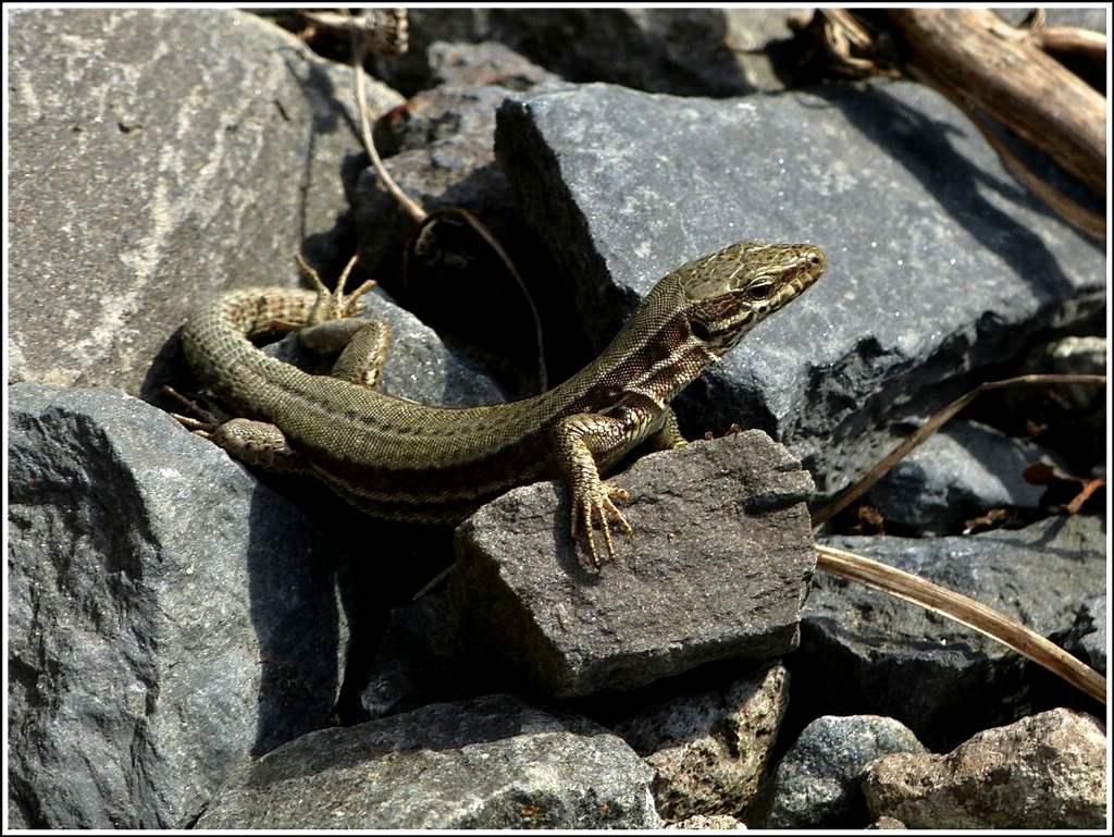 Erstes Sonnenbad fr dieses Jahr. 27.03.2012 (Jeanny)