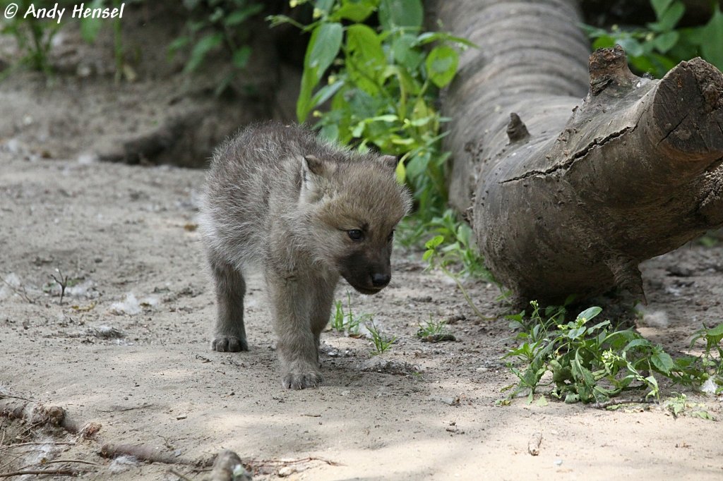 Erstmal die Gegend erforschen. Kanadischer Wolf (Polarwolf).