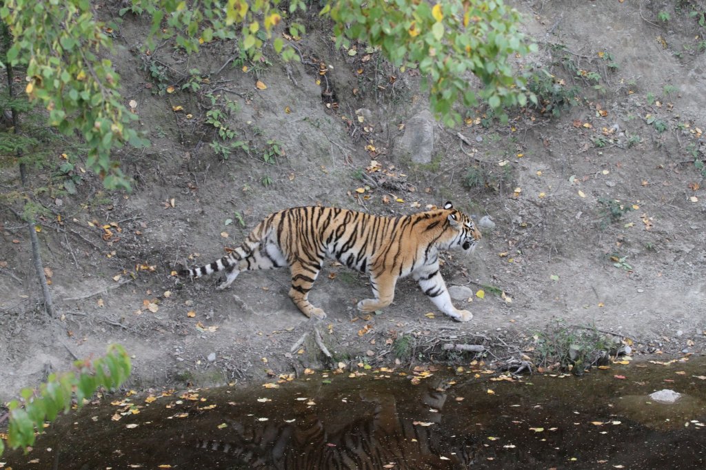 Es gibt etwas zum Fressen. Sibirischer Tiger am 18.9.2010 im Zoo Sauvage de Saint-Flicien,QC.