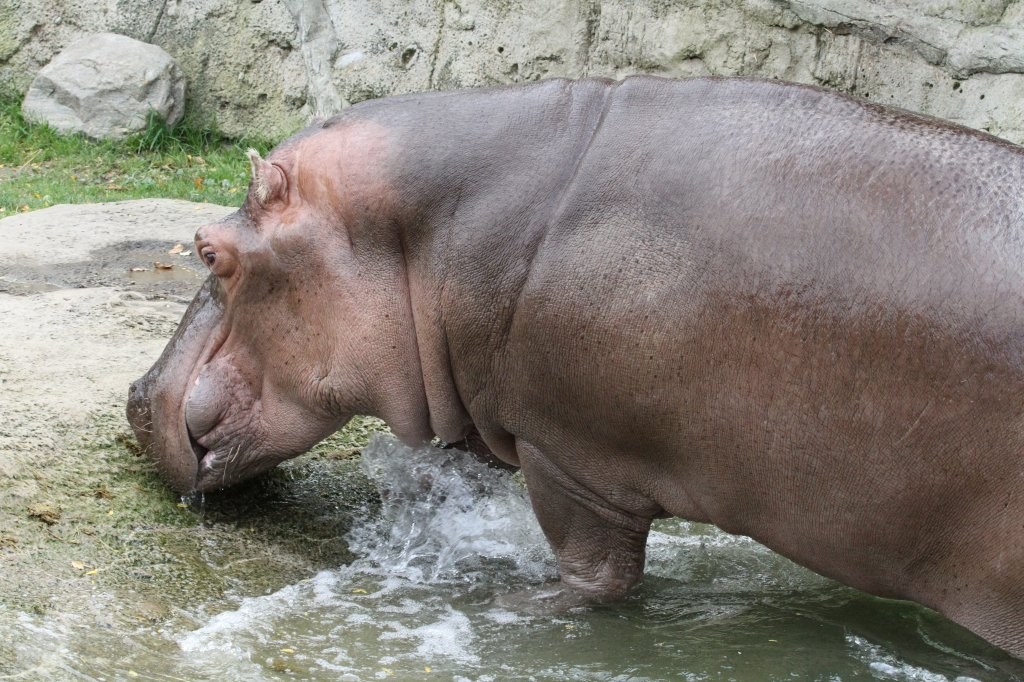 Es gibt Fressen. Das Flusspferd (Hippopotamus amphibius) versucht aus dem Wasser zu kommen. Toronto Zoo am 25.9.2010.