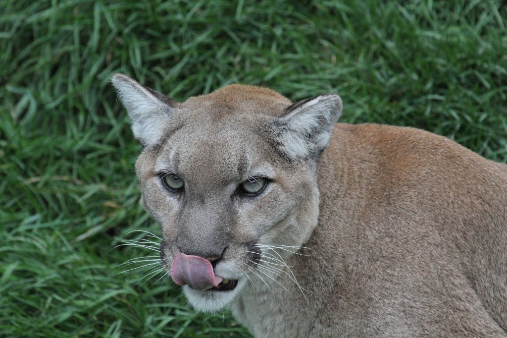 Es scheint geschmeckt zu haben. Puma (Puma concolor) am 18.9.2010 im Zoo Sauvage de Saint-Flicien,QC.