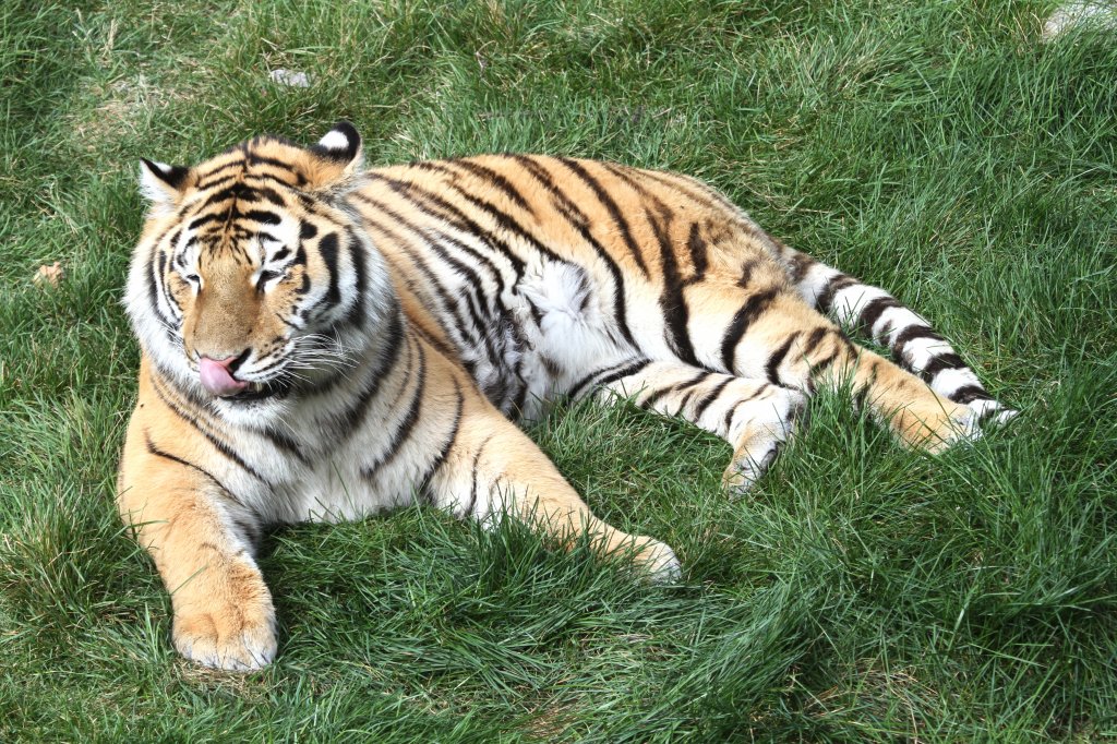 Es scheint zu schmecken. Sibirischer Tiger am 18.9.2010 im Zoo Sauvage de Saint-Flicien,QC.